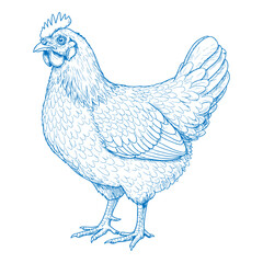 Beautifully detailed hand drawn chicken illustration in vintage rustic style intricate farm animal sketch perfect for farmhouse decor country living artwork and organic farm branding designs

