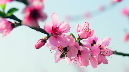Bee Collecting Nectar on Blooming Peach Blossom Branch