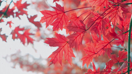 Beautiful Red Maple Leaves in Autumn Light