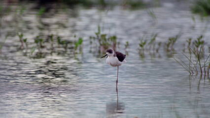 Black-Winged Stilt Standing on One Leg in Calm Water
