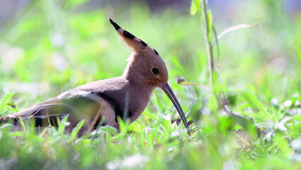Eurasian Hoopoe Bird Foraging in Green Grass © Gunn