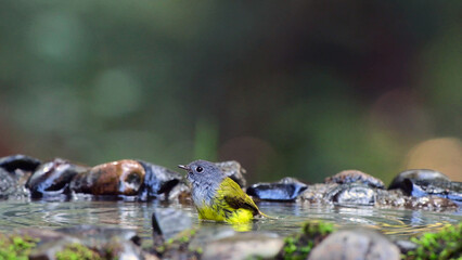 Small wild bird standing on mossy stones in forest, close up wildlife nature background
