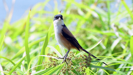 Small wild bird perched on branch, close up wildlife nature background