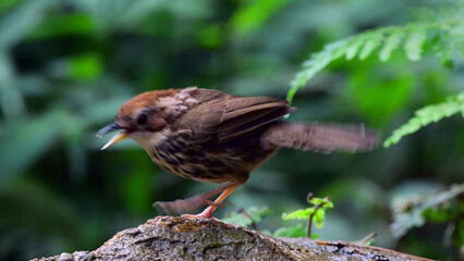 Small wild bird perched on branch, close up wildlife nature background