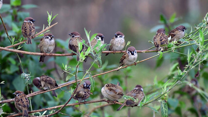 Small birds perched together on thin branches, minimal wildlife nature background