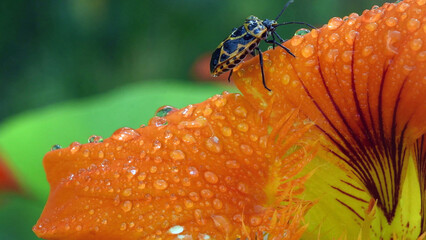 Macro insect on orange flower petal with dew drops, colorful nature close up © Gunn