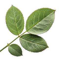 Obraz premium rose leaves on transparent background png