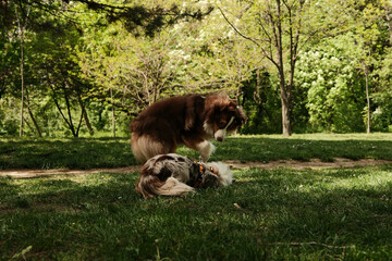 Brown Australian Shepherd and red merle Border Collie playing together in a sunny spring park. One...