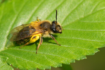 Closeup on a cute female mellow miner mining bee, Andrena mitis loaded with yellow Salix pollen