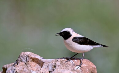 Eastern Black-eared wheatear (Oenanthe melanoleuca), Greece