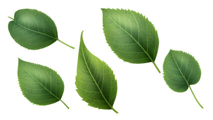 Naklejka premium Fresh Green Leaves Isolated on White Background for Natural Themes