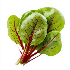 Red veined sorrel leaves isolated on white background