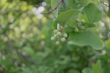 サルトリイバラ（別名サンキライ／Smilax china）の実をクローズアップ