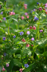  Lungwort ( Pulmonaire officinale), Miodunca- spring blooming pink and purple colors tiny flowers on the stem . Selected focus. Medical herb. Gardening, planting ornamental and medical plants concept.