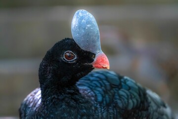 Great Curassow with Distinctive Casque