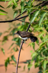 bird on the branch