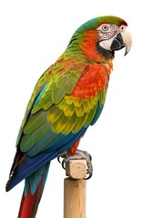 Obraz premium Colorful Parrot Perching on Wooden Stand Against White Background
