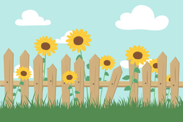 Sunflowers in the garden and a wooden fence. Beautiful sunflowers, fence and green grass against the blue sky and clouds. Vector illustration of a garden with sunflowers near a fence.