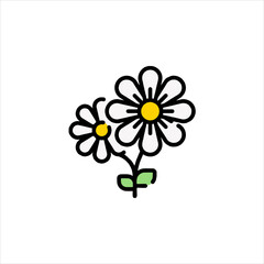 daisy flower on white background