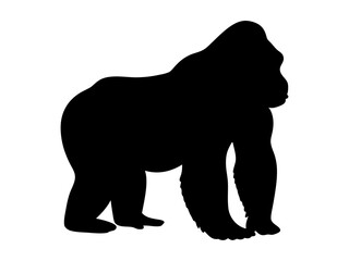 Obraz premium silhouette of a powerful gorilla standing with broad shoulders, ideal for wildlife branding, conservation projects, and strong-themed designs 