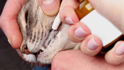 close-up shot of a person spraying medication into a cats mouth to treat gum inflammation and...