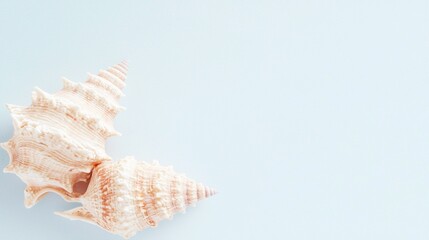 Obraz premium Shells of a sea creature