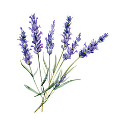 Naklejka premium A beautiful bouquet of lavender flowers with vibrant purple hues and green stems.