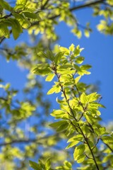 tree covered with small spring leaves
