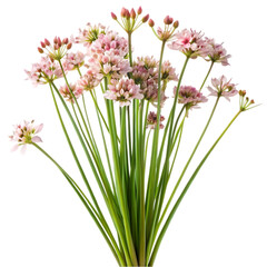 Fototapeta premium pink and white flowers
