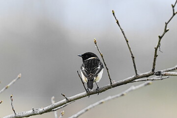 枝に止まるノビタキ