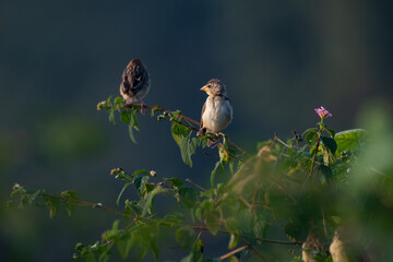 A beautiful Baya weaver perched against a soft, blurred background with leaves and blurred pink flower.