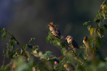 A beautiful Baya weaver perched against a soft, blurred background with leaves and blurred pink flower.