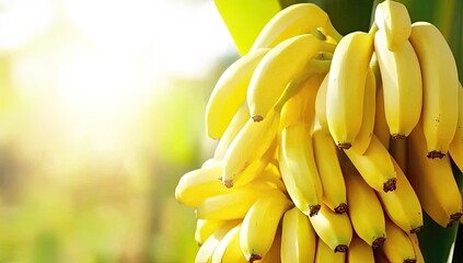 Obraz premium Ripe yellow bananas on a plant, sunlit