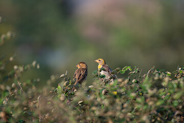 A beautiful pair of Baya weavers perched against a soft, blurred background with leaves and blurred pink flower.