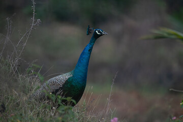 Obraz premium A stunning closeup of an Indian peafowl against a soft, natural background.