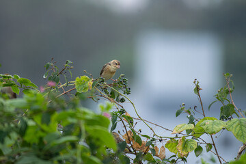 A beautiful Baya weaver perched and watching the seeds against a soft, blurred background with leaves and blurred pink flower.