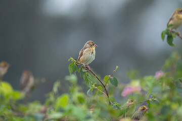 A beautiful Baya weaver perched against a soft, blurred background with leaves and blurred pink flower.