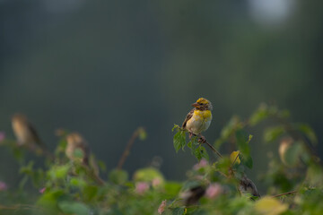 A beautiful Baya weaver perched against a soft, blurred background with leaves and blurred pink flower.
