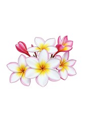 Fototapeta premium White Plumeria Flower Bouquet on White Background