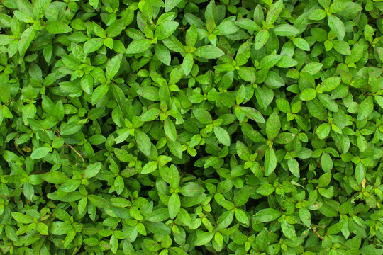 Staurogyne green plant background close up