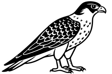 Fototapeta premium Falcon vector illustration line art and white background