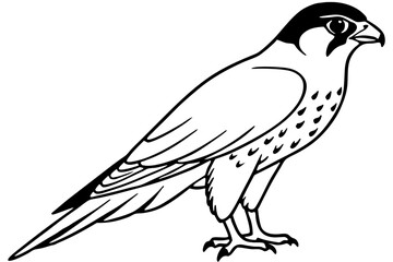 Falcon vector illustration line art and white background