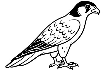 Falcon vector illustration line art and white background