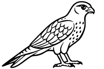 Falcon vector illustration line art and white background