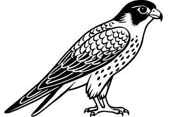 Falcon vector illustration line art and white background