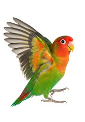 Fototapeta premium Colorful Bird Spreading Wings Isolated on White Background