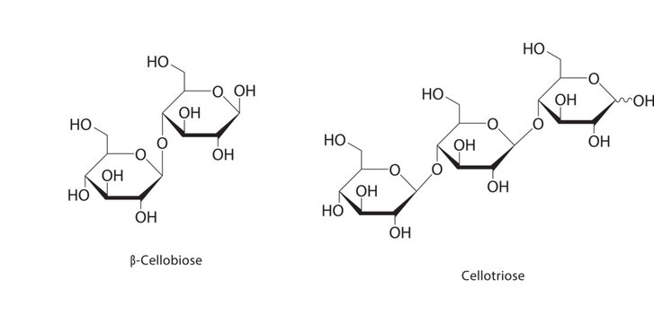 &beta;-Cellobiose skeletal structure. Disaccharide compound schematic illustration. Simple diagram, chemical formula.