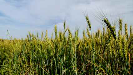The golden wheat fields, a month before harvest, transform their grain into a symbol of hope, resilience, and abundance amid life's enduring struggles.