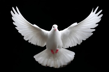 Obraz premium White Dove in Flight - A majestic white dove with wings outstretched against a black background. Symbol of peace and hope