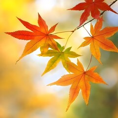 Autumn Maple Leaves Branch Nature Background